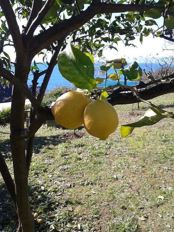 Bed & Breakfast Le Clementine B&B Camogli